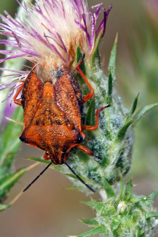 Pentatomidae: Carpocoris mediterraneus di Lussino